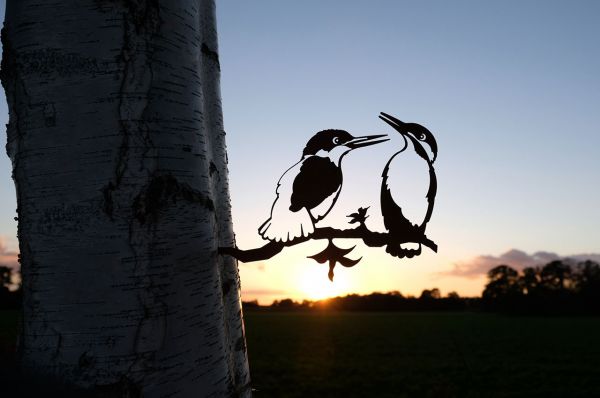 Eisvogel-Paar-Abend.jpg